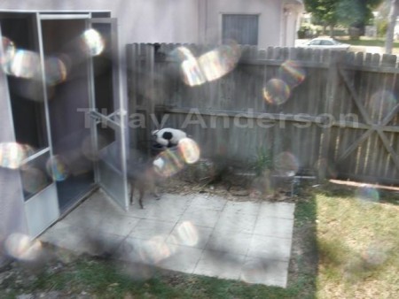 Picture taken through a screen.